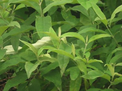 Buddleja asiatica