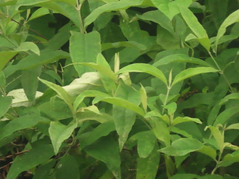Buddleja asiatica, photographed by chiuluan