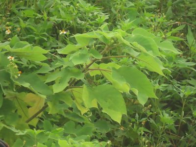 Broussonetia papyrifera, photographed by chiuluan