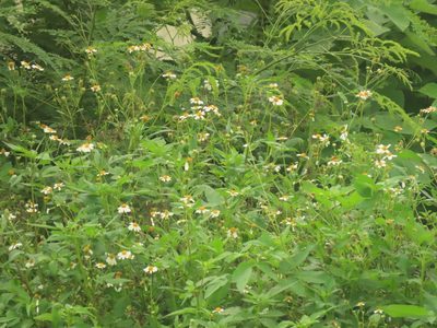 Bidens alba, photographed by chiuluan