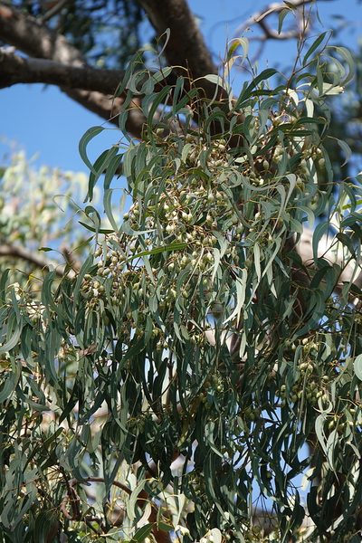Eucalyptus longifolia, photographed by Max Campbell