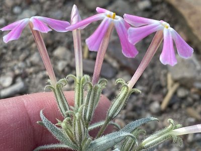 Phlox longifolia, photographed by Henrik Kibak