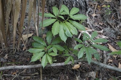 Arisaema dracontium, photographed by Lauren Gillett