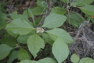 Callicarpa americana, photographed by Lauren Gillett