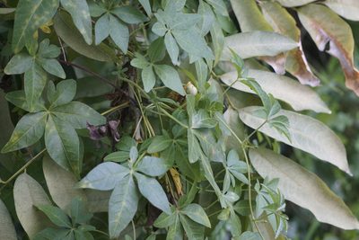 Ipomoea cairica, photographed by Lauren Gillett