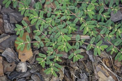 Euphorbia maculata, photographed by Lauren Gillett