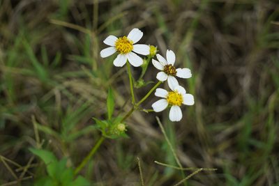Bidens alba, photographed by Lauren Gillett