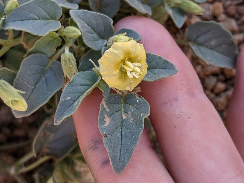 Physalis crassifolia, photographed by Alix Kosmala