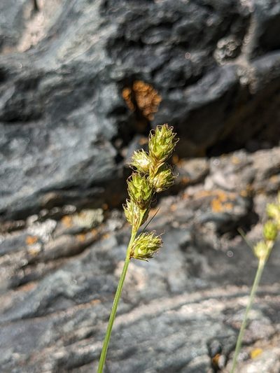 Carex brevior, photographed by Alaina Krakowiak