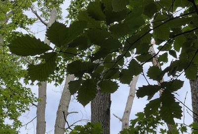 Quercus montana, photographed by jcollatz