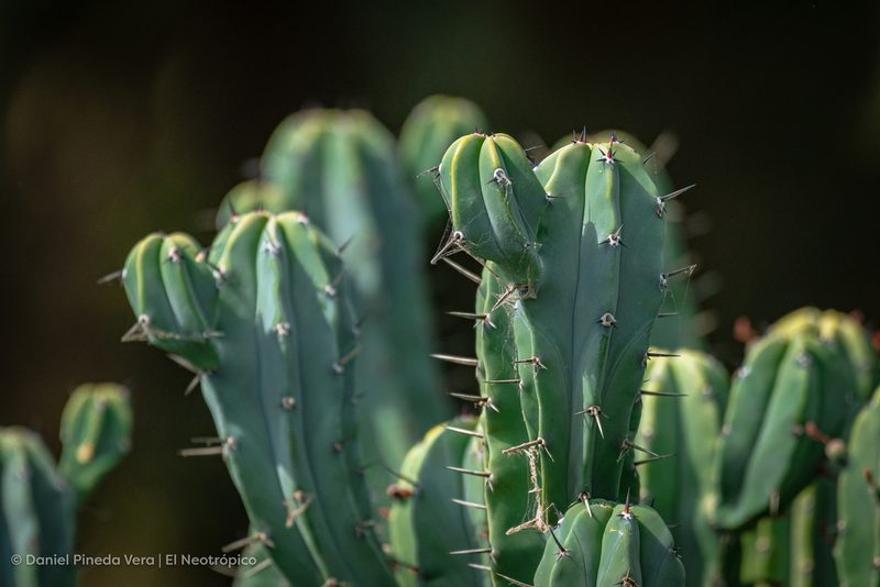 Myrtillocactus geometrizans, photographed by Daniel Pineda Vera