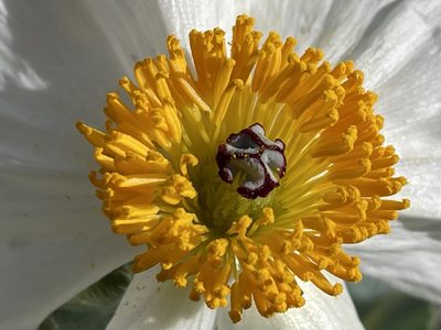 Argemone munita, photographed by Henrik Kibak