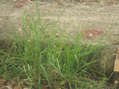 Tridax procumbens, photographed by chiuluan