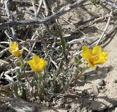 Mentzelia nitens, photographed by Henrik Kibak