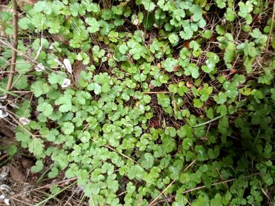 Hydrocotyle moschata, photographed by Mike Bowie