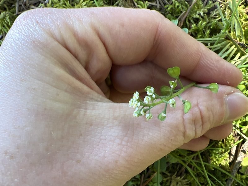 Teesdalia nudicaulis, photographed by Aiva Noringseth