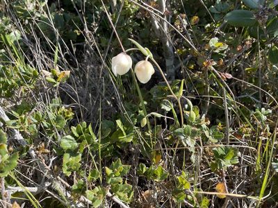 Calochortus albus, photographed by Henrik Kibak