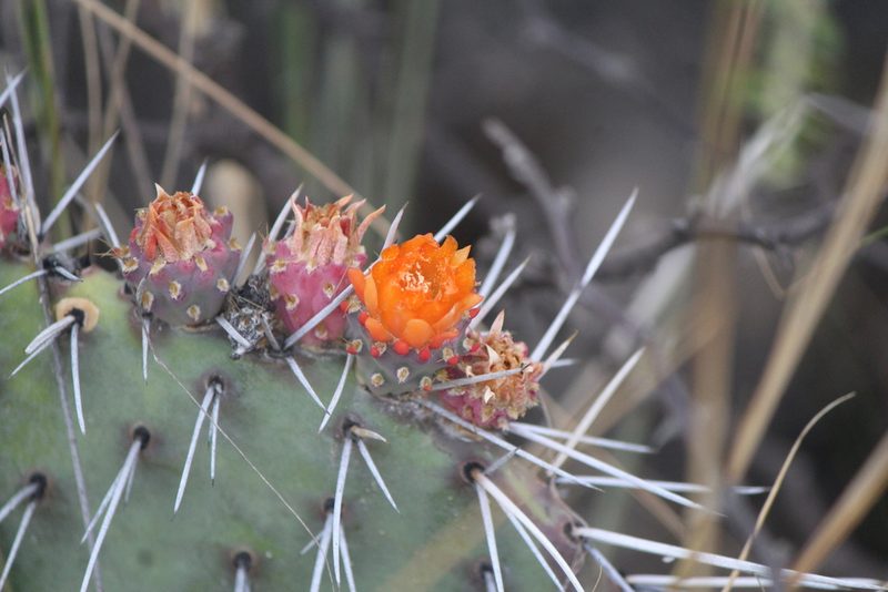 Opuntia stenopetala, photographed by José Belem Hernández Díaz
