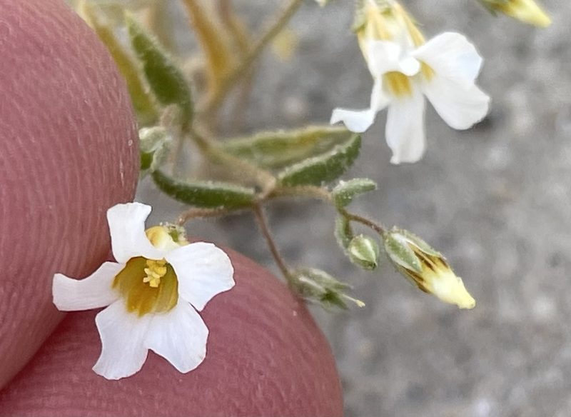Linanthus campanulatus, photographed by Henrik Kibak