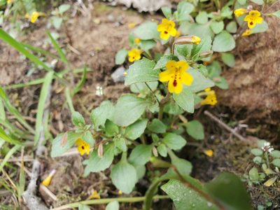 Erythranthe alsinoides, photographed by Jack Rouse