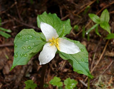 Trillium ovatum, photographed by Tuoichen