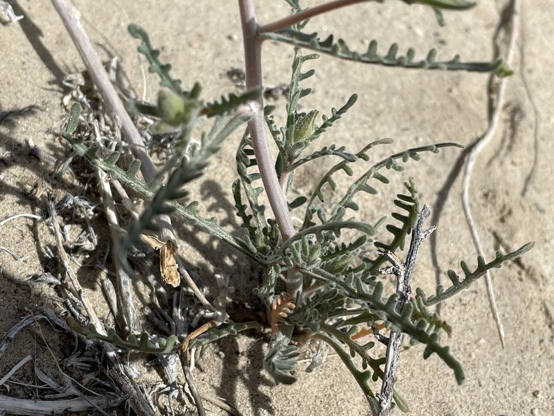 Mentzelia nitens, photographed by Henrik Kibak