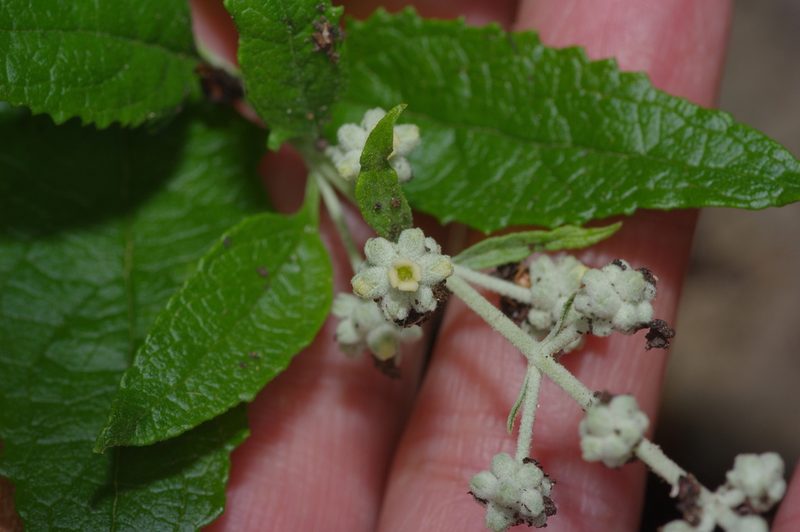 Buddleja racemosa, photographed by Michelle W. （鍾偉瑋）