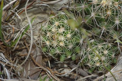 Coryphantha sulcata