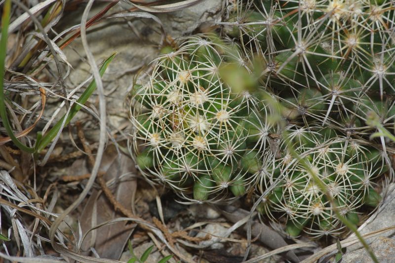 Coryphantha sulcata, photographed by Michelle W. （鍾偉瑋）