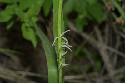 Tripsacum dactyloides