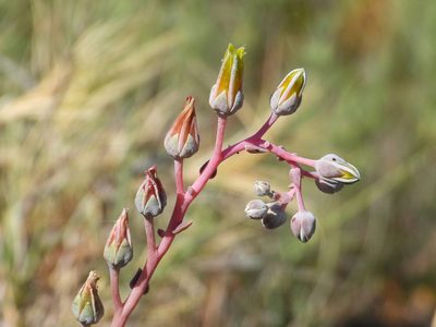 Dudleya lanceolata, photographed by James M. Maley