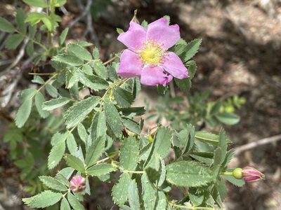 Rosa woodsii, photographed by Henrik Kibak