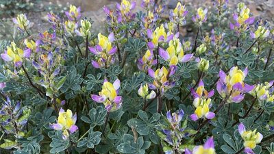 Lupinus stiversii, photographed by Brendan Black