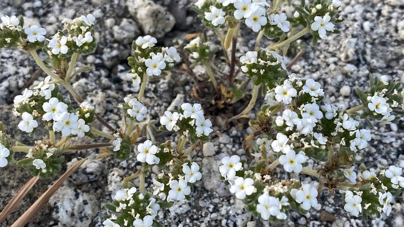 Eremocarya lepida, photographed by Brendan Black