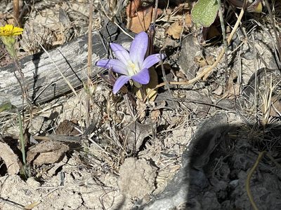 Brodiaea terrestris, photographed by Henrik Kibak