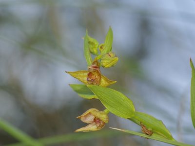Epipactis gigantea
