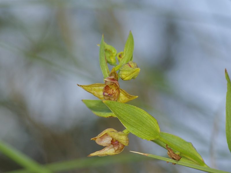 Epipactis gigantea, photographed by Michelle W. （鍾偉瑋）