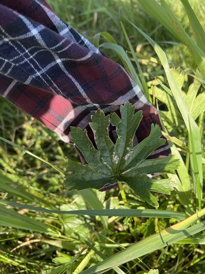 Sidalcea hendersonii, photographed by Aiva Noringseth