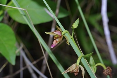 Epipactis gigantea, photographed by Michelle W. （鍾偉瑋）