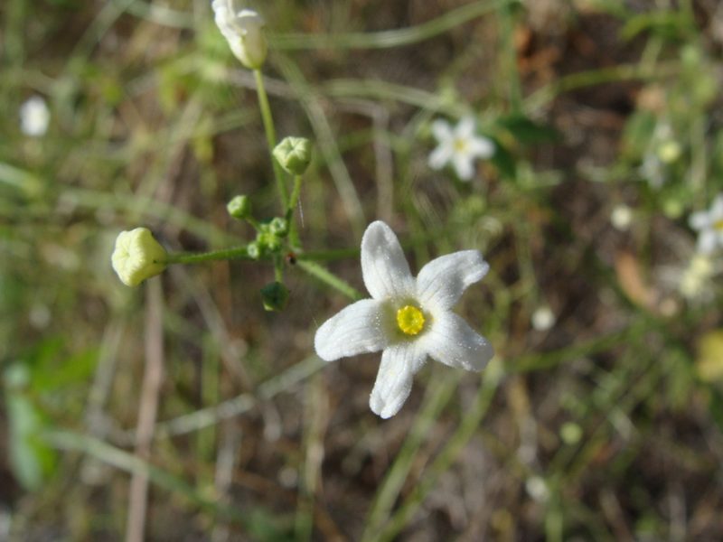 Echinopepon minimus, photographed by Alexis López Hernández