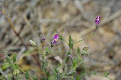Rhinotropis lindheimeri, photographed by Michelle W. （鍾偉瑋）