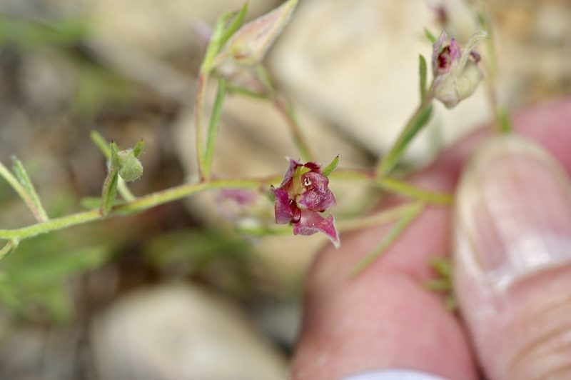 Krameria lanceolata, photographed by Michelle W. （鍾偉瑋）