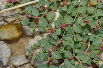 Euphorbia fendleri, photographed by Michelle W. （鍾偉瑋）