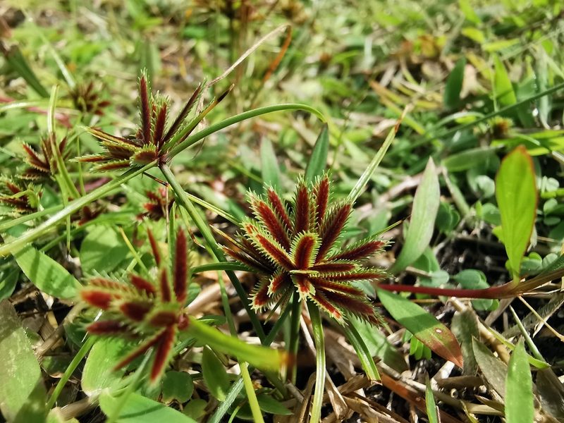 Cyperus cuspidatus, photographed by Justine Faure