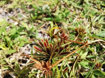 Cyperus cuspidatus, photographed by Justine Faure