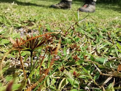 Cyperus cuspidatus, photographed by Justine Faure