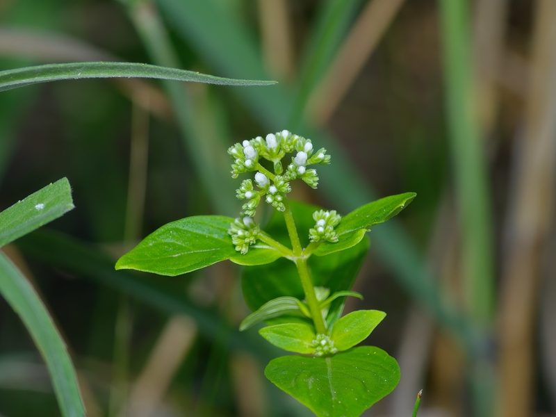 Mitreola petiolata, photographed by Michelle W. （鍾偉瑋）