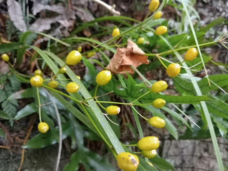 Libertia ixioides, photographed by John Barkla