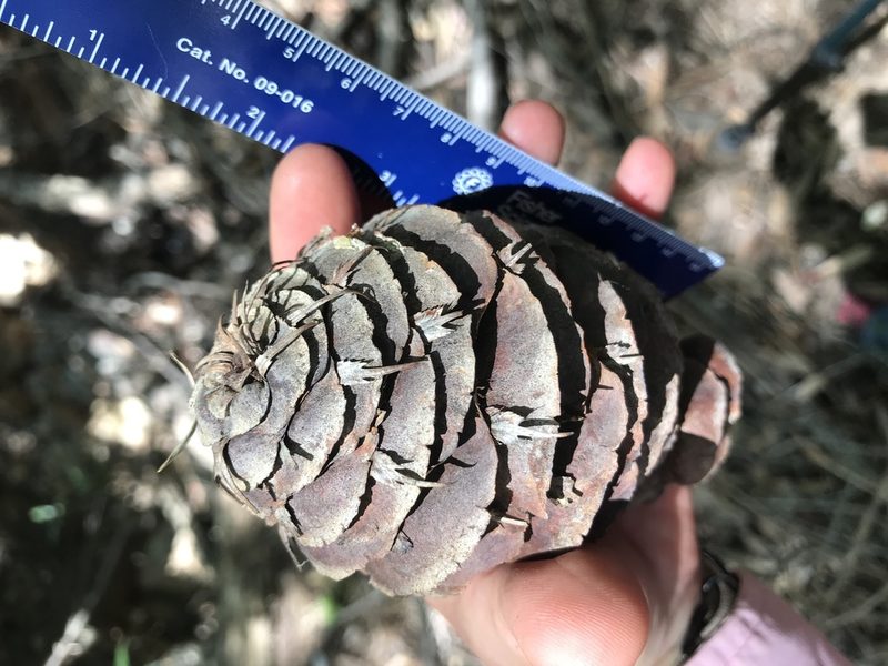 Pseudotsuga macrocarpa, photographed by Amanda Fisher