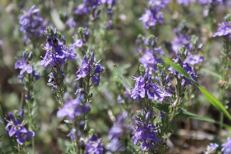 Veronica multifida, photographed by Edmundas Greimas